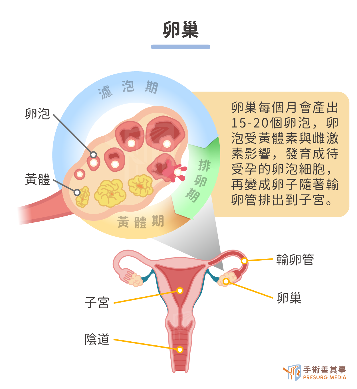 卵巢癌 向量例证. 插画 包括有 妇科学, 例证, 动画片, 激素, 考试, 字符, 圈子, 癌症, 成人 - 64374918