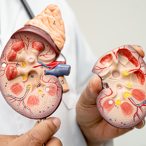 慢性腎臟病、腎衰竭會好嗎？症狀、原因、飲食禁忌、治療選項
